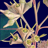 Zera Chain Necklace - Silver