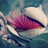 Behrianna Cocktail Ring - 7.5 mm - Smoky Quartz - Silver