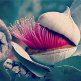 Behrianna Cocktail Ring - 10mm Amethyst - Silver