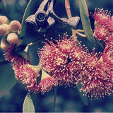 Behrianna Cocktail Ring - 10mm Smoky Quartz - Silver