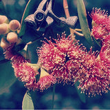 Alma Stud Earrings - Citrine - Black Silver