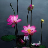 Bella Sun Of Lotus - Asymmetrical Earrings - 18ct Solid Gold & Black Silver - Pink Sapphires & Aquamarines